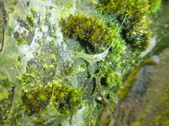 Yponomeuta evonymella
