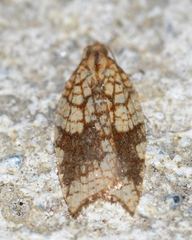 Acleris rhombana