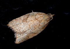 Acleris rhombana
