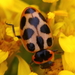Seaside Lady Beetle - Photo (c) Denis Doucet, some rights reserved (CC BY-NC), uploaded by Denis Doucet
