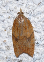 Acleris rhombana