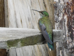 Oreotrochilus chimborazo