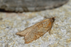 Acleris rhombana