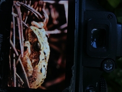 Pristimantis elegans