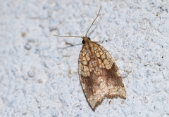 Acleris rhombana