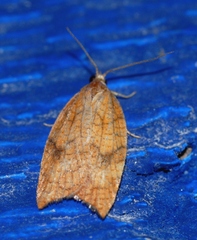 Acleris rhombana
