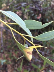 Cymbacha