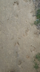 Laurasiatheria