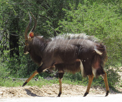 Tragelaphus angasii