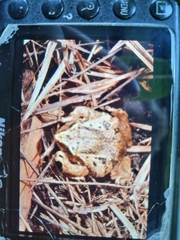 Pristimantis elegans