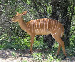 Tragelaphus angasii