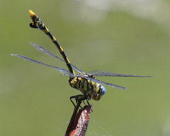 Ictinogomphus ferox