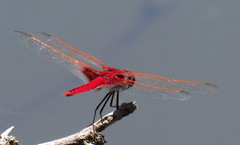 Urothemis assignata
