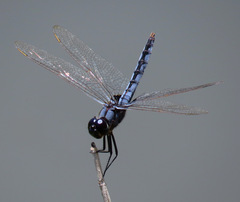 Urothemis edwardsii