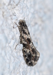 Nemapogon granella