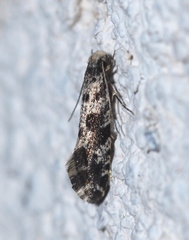 Nemapogon granella