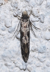 Nemapogon granella