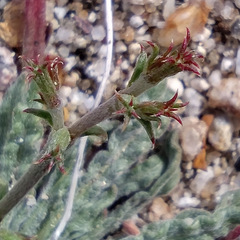 Chorizanthe brevicornu