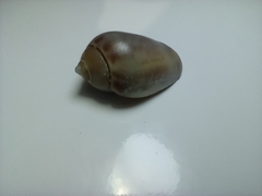 Olivancillaria urceus