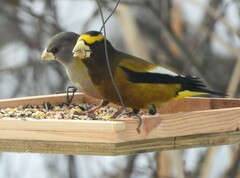Coccothraustes vespertinus vespertinus