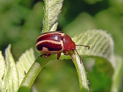 Zygogramma suturalis