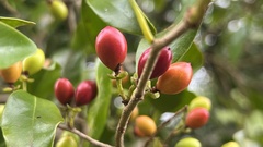 Sapindaceae