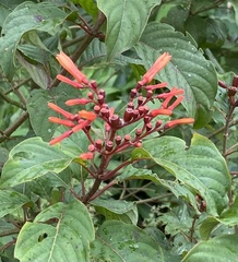 Hamelia patens