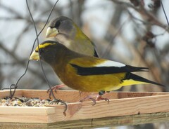Coccothraustes vespertinus vespertinus