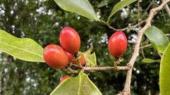 Sapindaceae