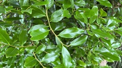 Sapindaceae