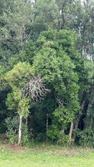 Sapindaceae