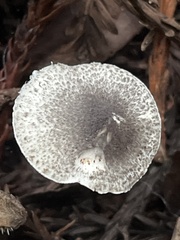 Lepiota felina