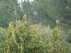 Ochthoeca fumicolor