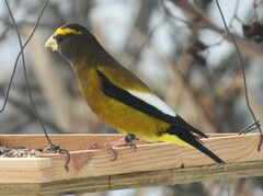 Coccothraustes vespertinus vespertinus