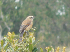 Ochthoeca fumicolor