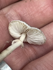 Lepiota felina