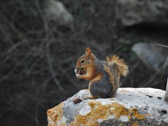 Sciurus anomalus