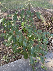 Cinnamomum camphora