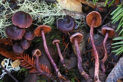 Cortinarius anthracinus