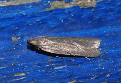 Acompsia cinerella