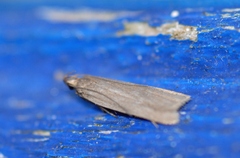 Acompsia cinerella