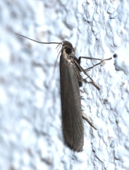 Acompsia cinerella