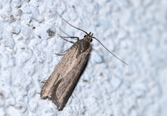 Acompsia cinerella