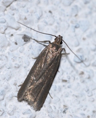 Acompsia cinerella