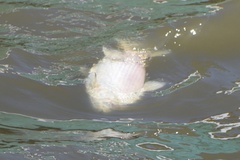 Prochilodus lineatus