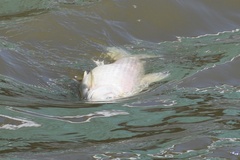 Prochilodus lineatus