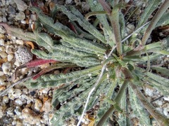 Chorizanthe brevicornu