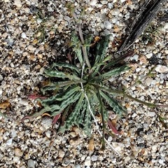Chorizanthe brevicornu