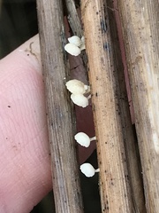 Resinomycena