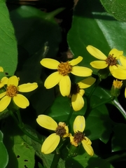 Senecio angulatus image